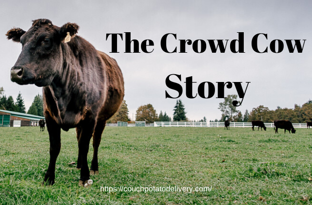 Story behind  crowd cow - cow in pasture