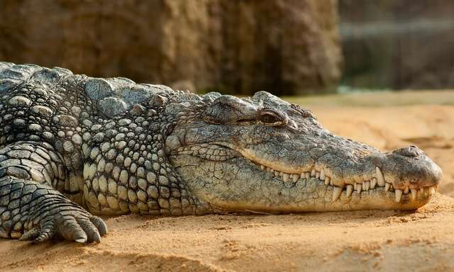 crocodile on lake shore