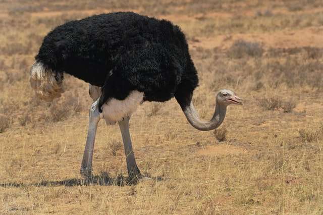 Ostrich in a field