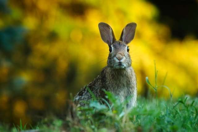 rabbit eating grass