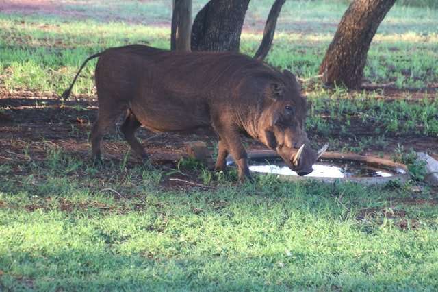 wild boar in a field