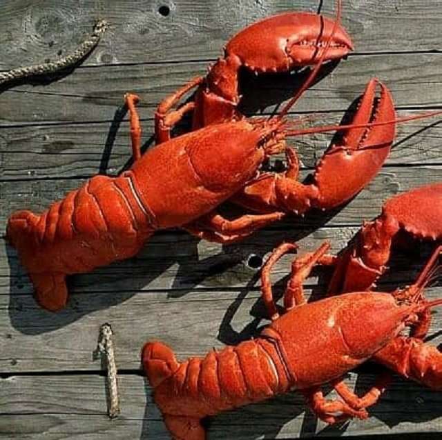 live main lobster