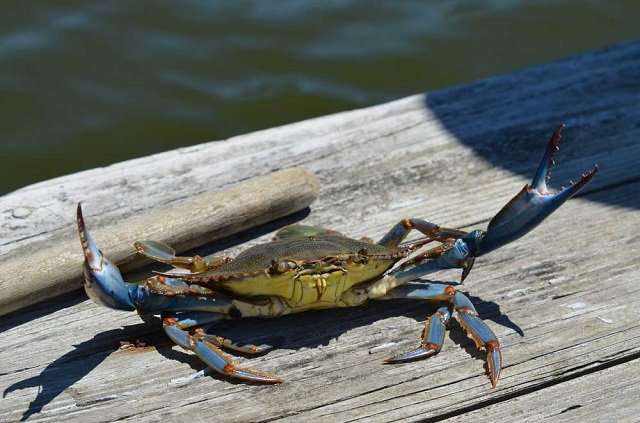 what is blue crab