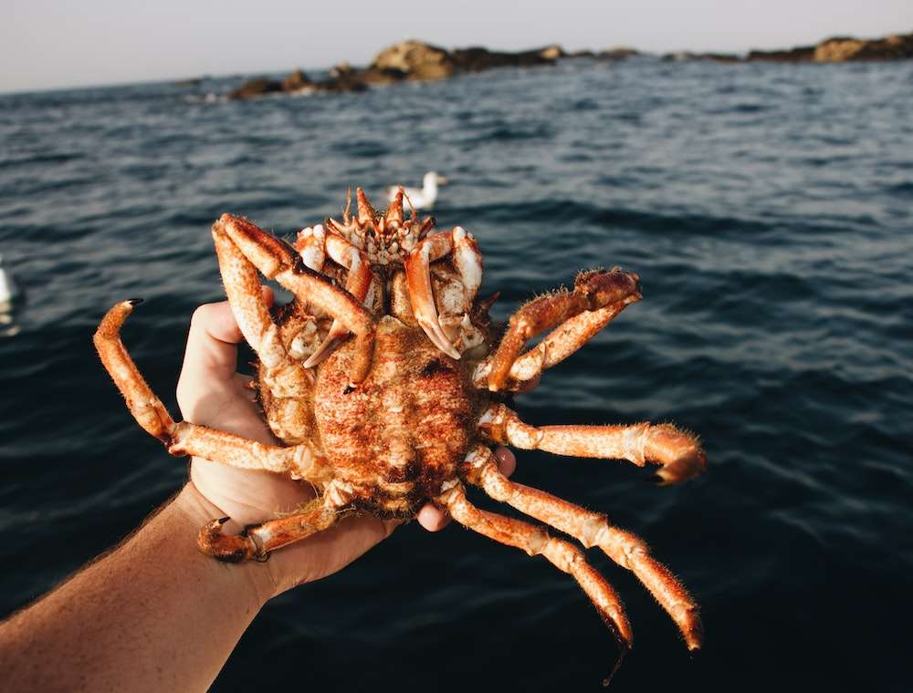 Alaskan Crab