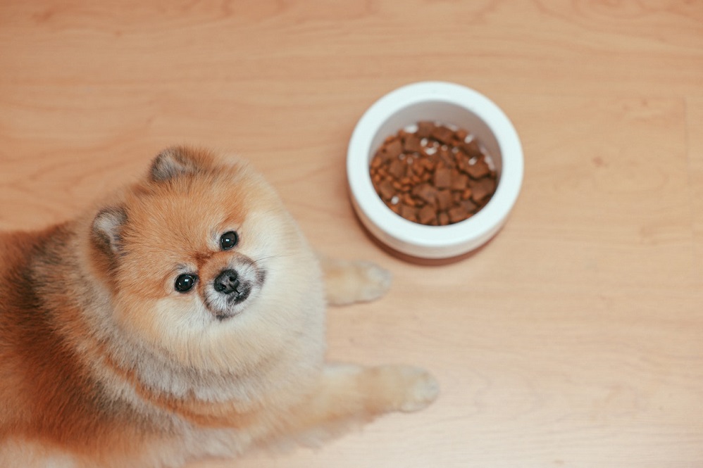 dog looking at his bowl