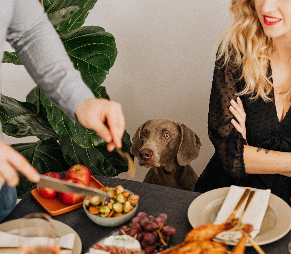 dog looking at human food on the table